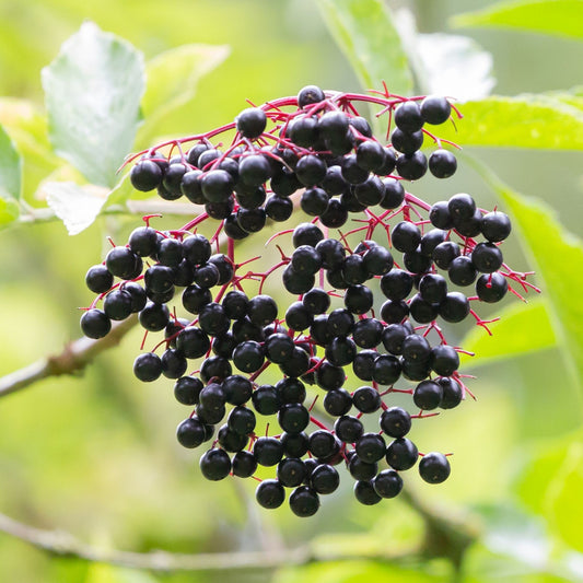 Sambucus nigra / spp. Berry - Elder Berry