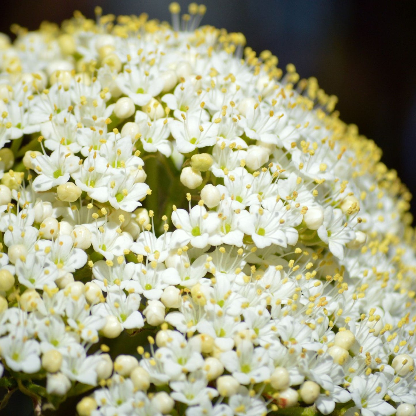 Sambucus nigra / spp. Flower - Elder Flower