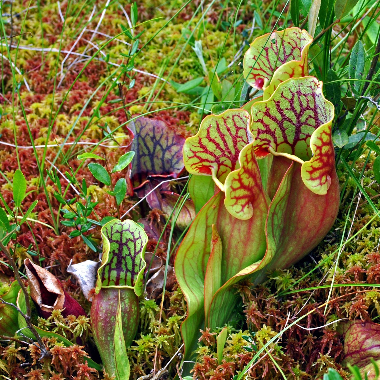 Sarracenia purpurea - Fresh Pitcher Plant