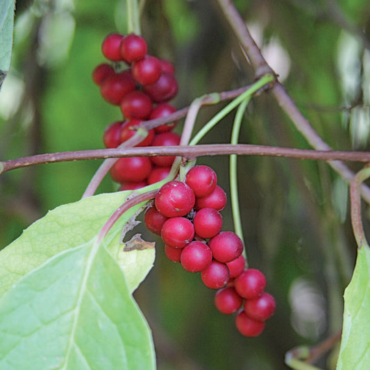 Schisandra chinensis - Schisandra / Wu Wei Zi