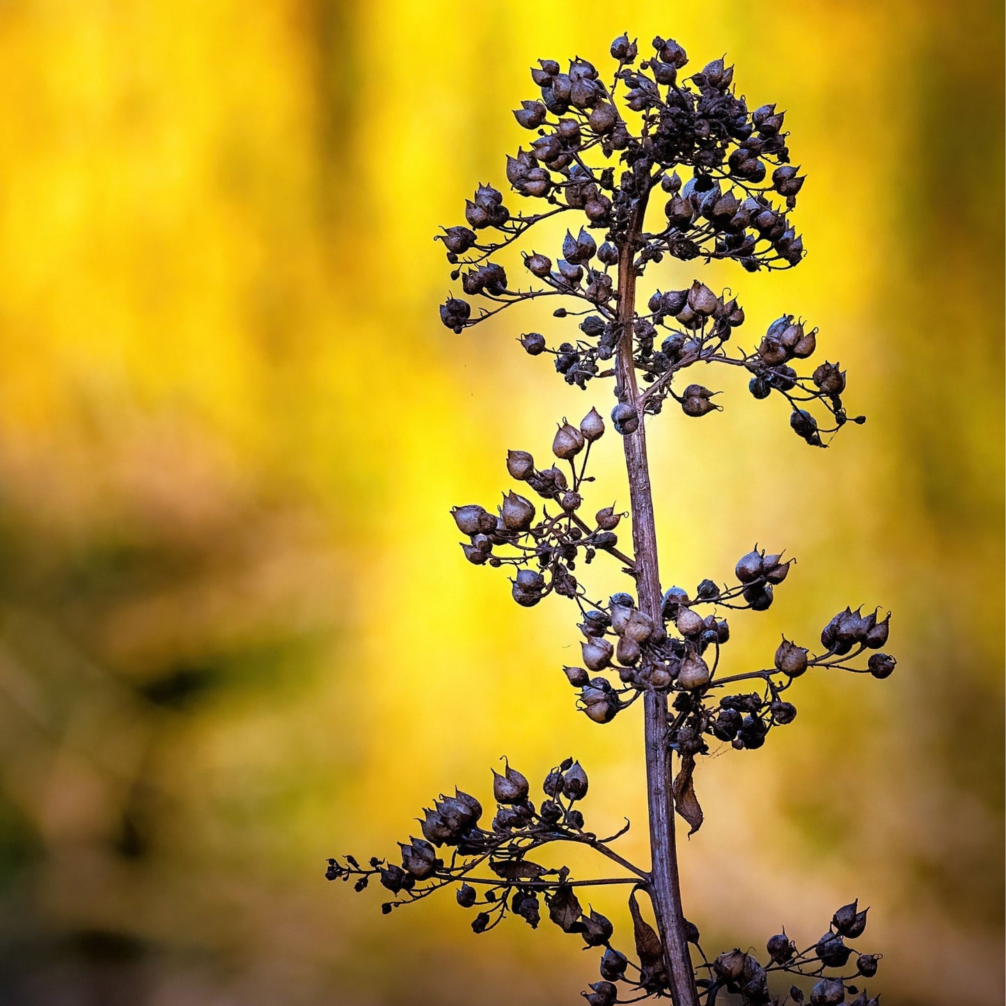 Scrophularia nodosa - Figwort