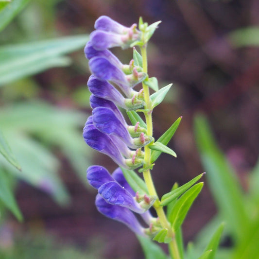 Scutellaria baicalensis - Baikal Skullcap