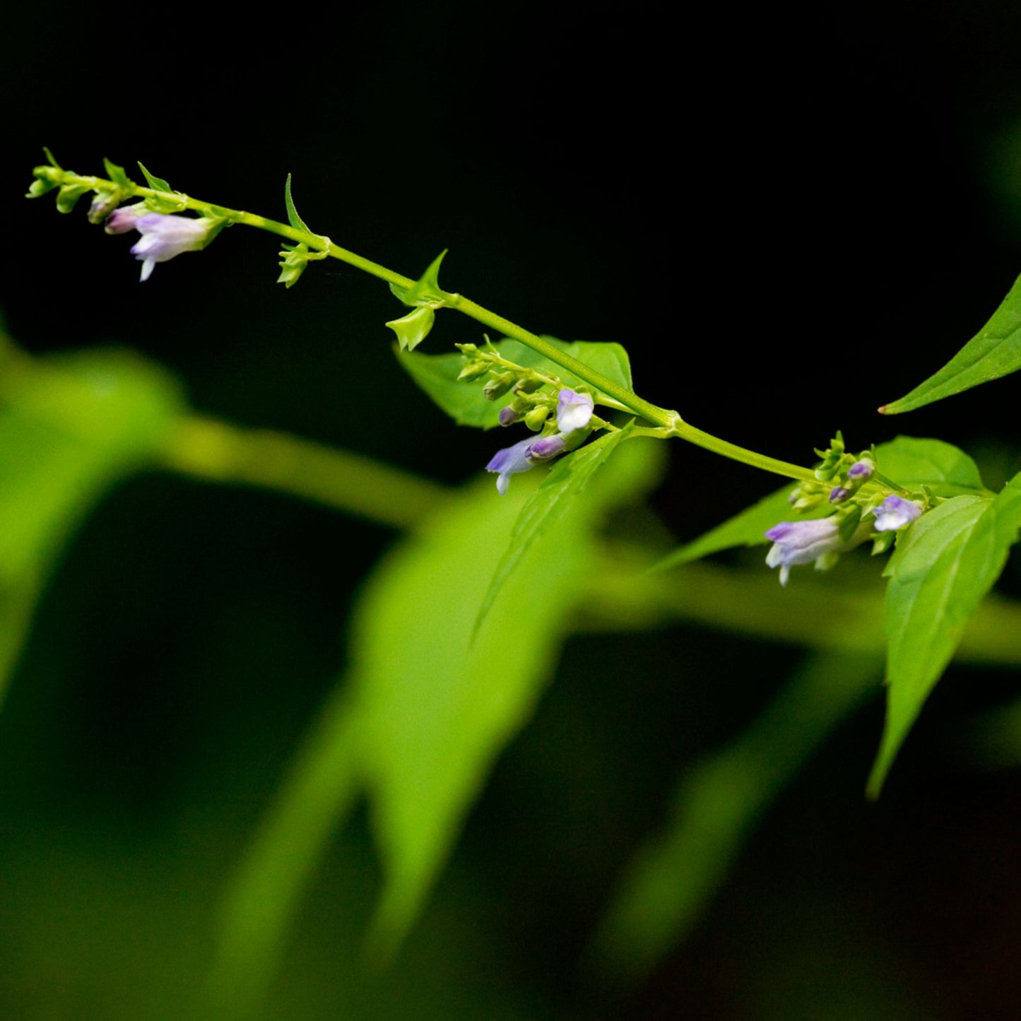 Scutellaria lateriflora - Skullcap