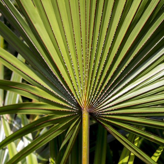 Serenoa serrulata - Saw Palmetto