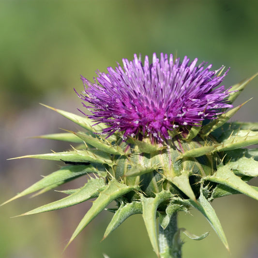 Silybum marianum - Milk Thistle