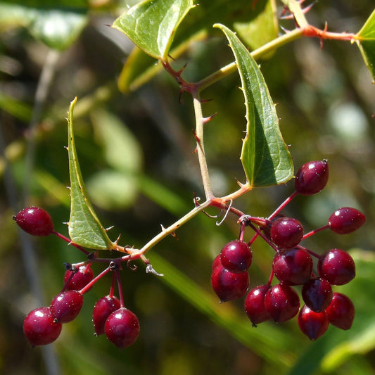 Smilax officinalis - Sarsasparilla