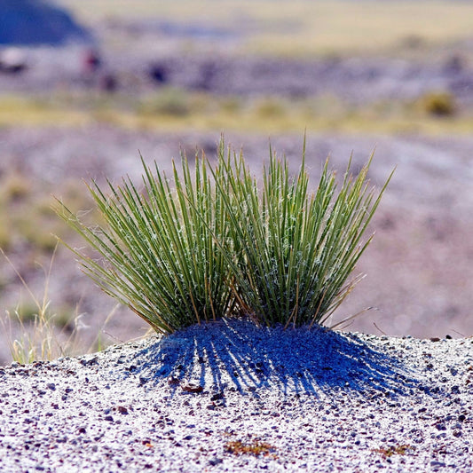 Yucca elata - Yucca