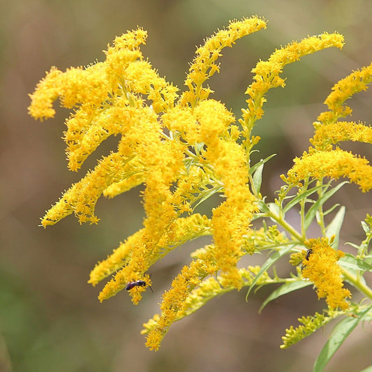 Solidago canadensis - Goldenrod