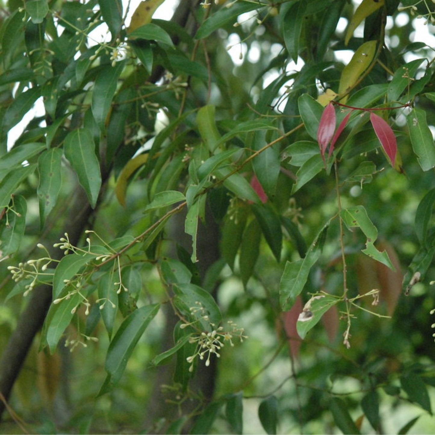 Cinnamomum spp. - Cinnamon