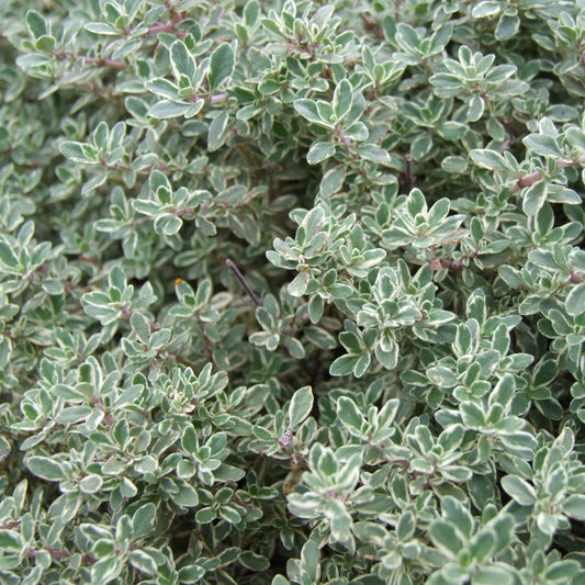 Thymus vulgaris - Thyme