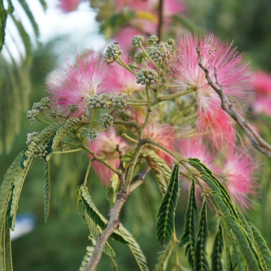 Albizzia julibrissin Bark - Silk Tree (Mimosa) Bark