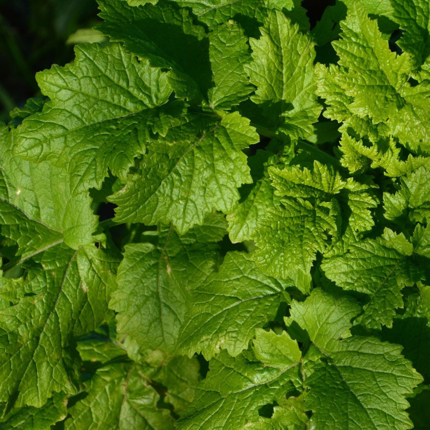 Apium graveolens - Celery