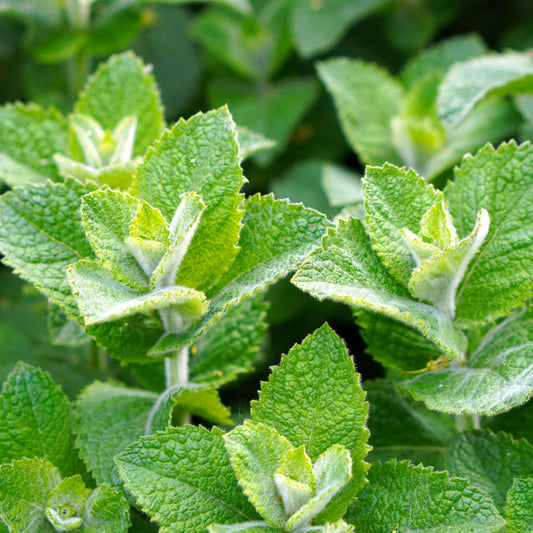 Mentha piperita - Peppermint