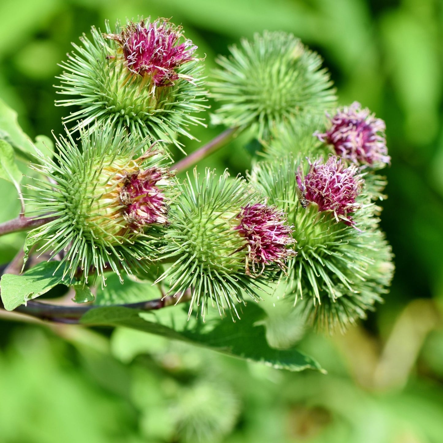 Arctium lappa - Burdock Root