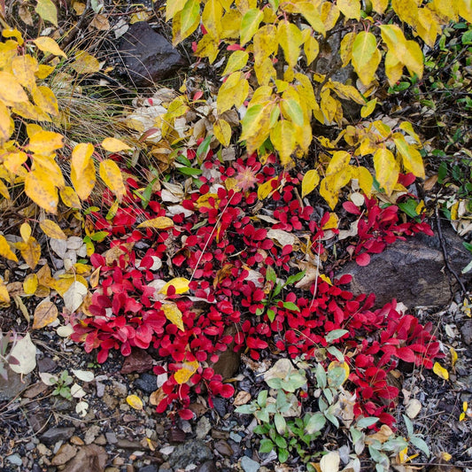 Arctostaphylos uva-ursi - Uva Ursi