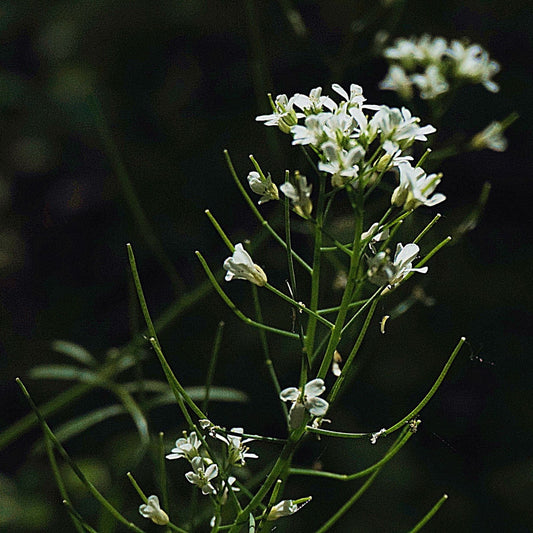 Armoracia rusticana - Horseradish