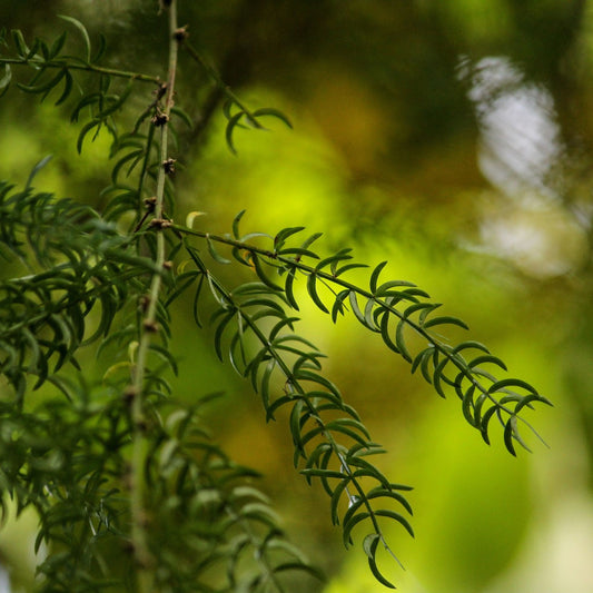 Asparagus racemosus -  Shatavari