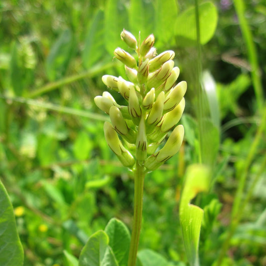 Astragalus membranaceus - Astragalus Root