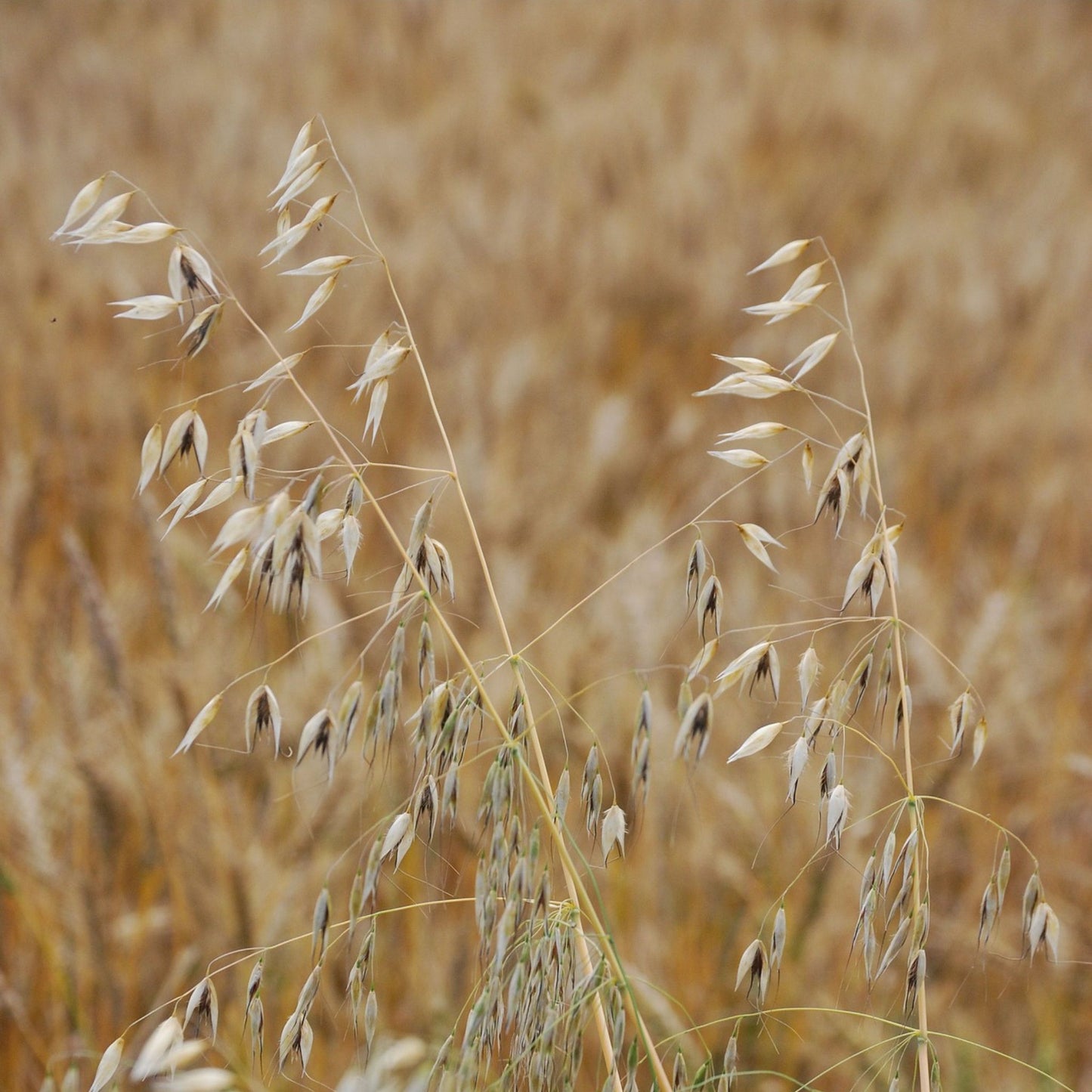 Avena sativa - Wild Oat Milky Seed