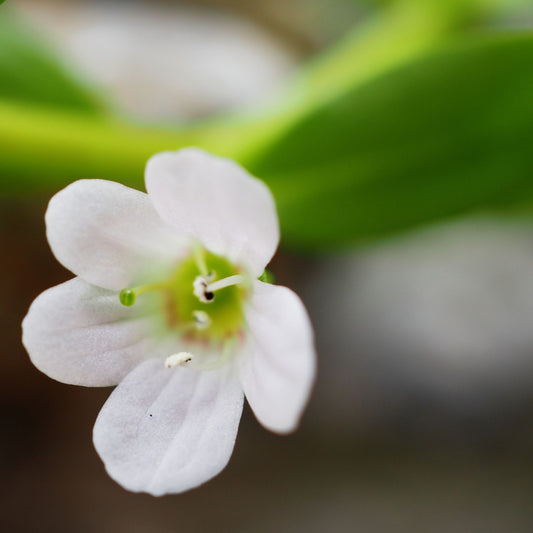 Bacopa monnieri - Nira-Brahmi