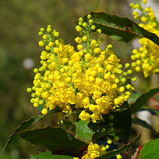 Berberis aquifolium (Mahonia) - Oregon Grape Root