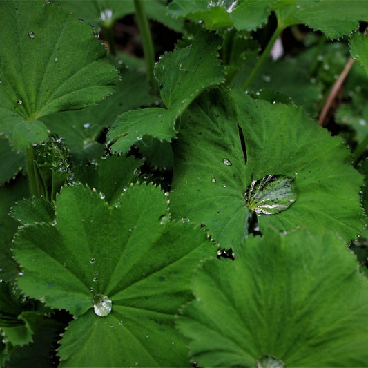 Alchemilla vulgaris /xan - Lady's Mantle