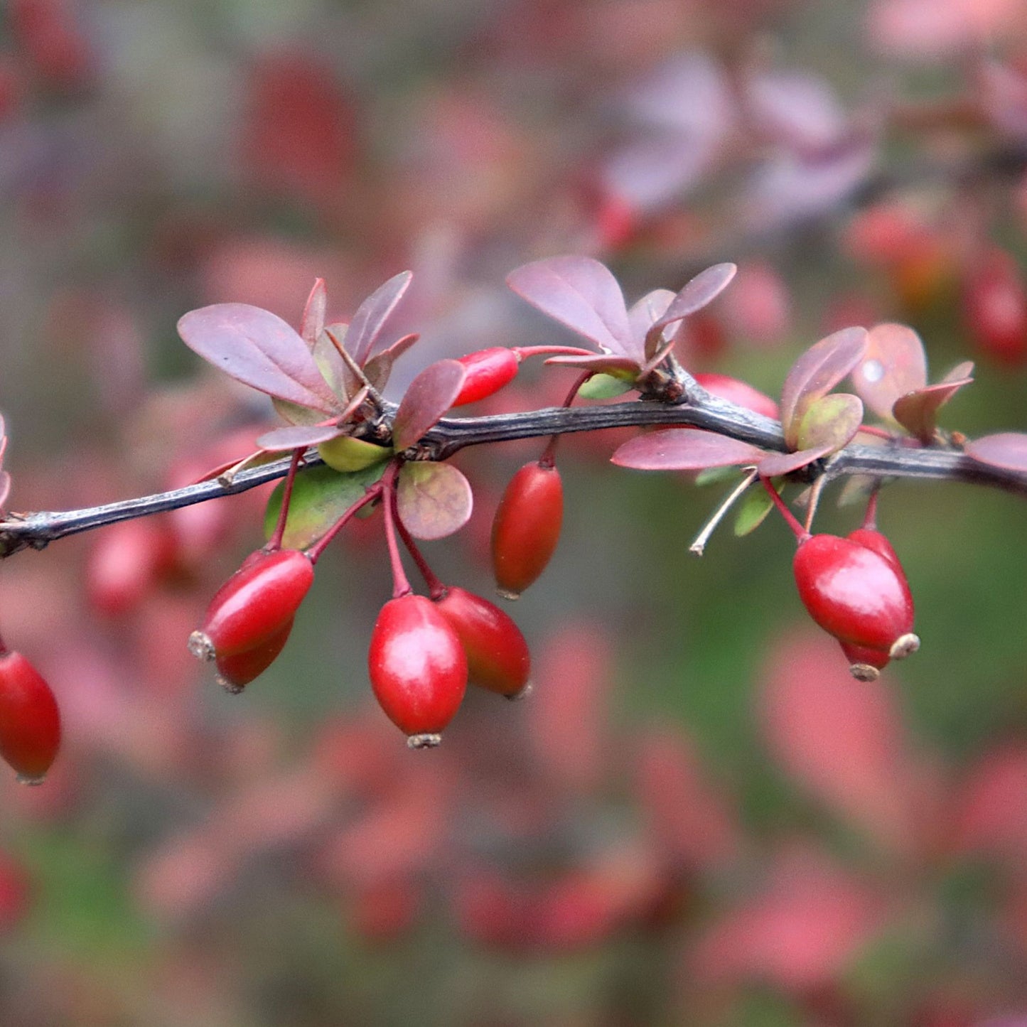 Berberis vulgaris, spp. - Barberry Root