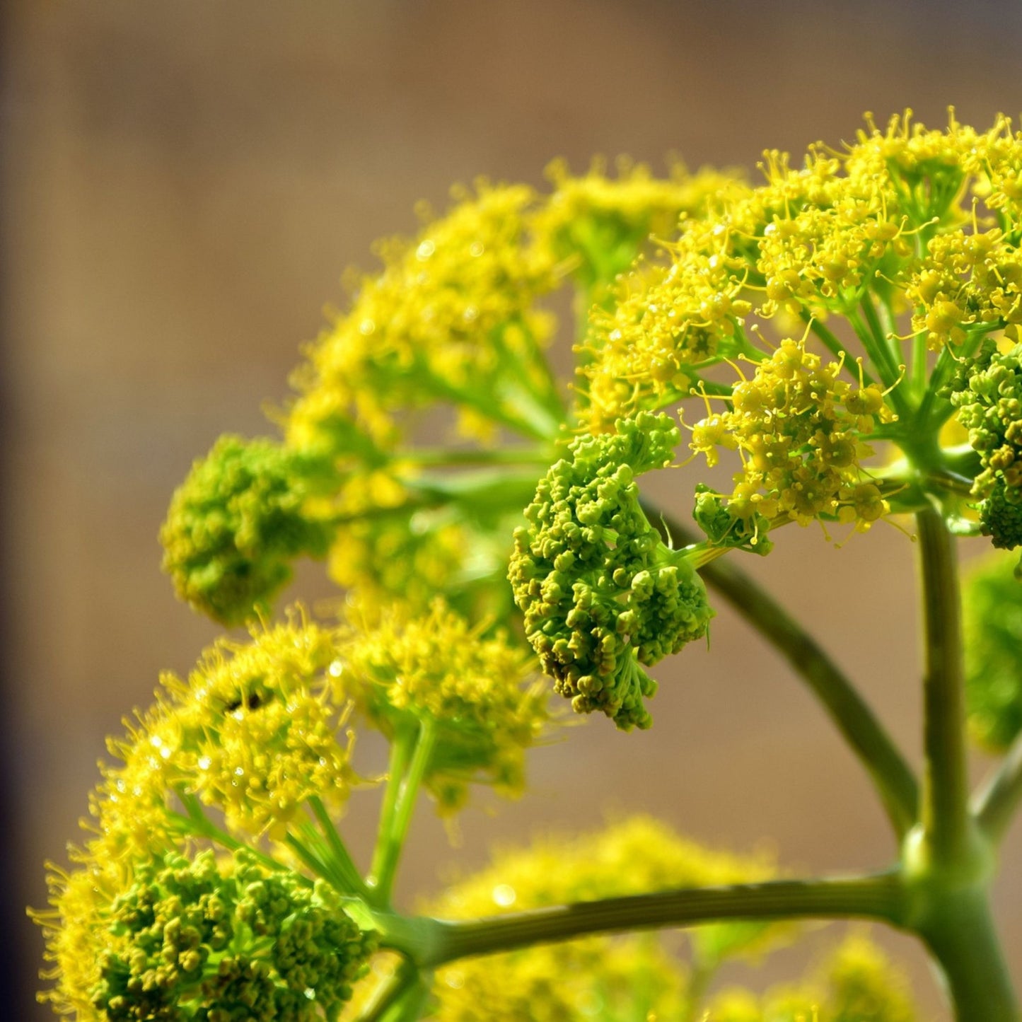 Bupleurum falcatum/chinensis - Bupleurum Root