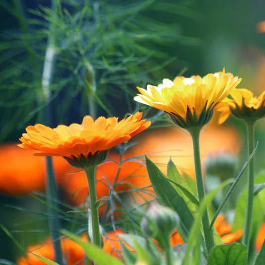 Calendula officinalis - Calendula Flowers