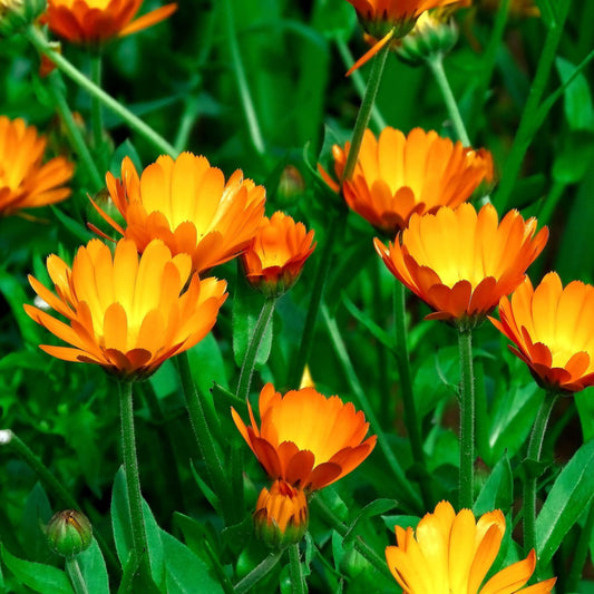 Calendula officinalis succus - Calendula succus