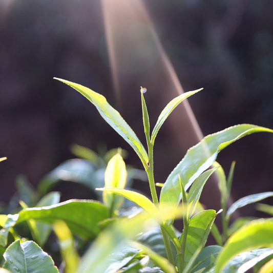 Camellia sinensis - Green Tea