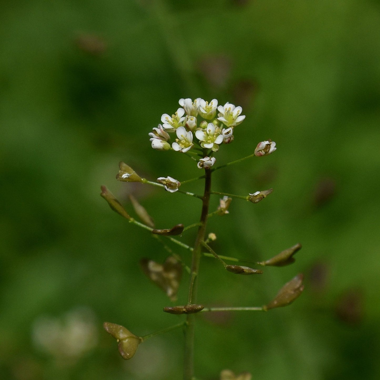 Capsella bursa-pastoris - Shepherd's Purse