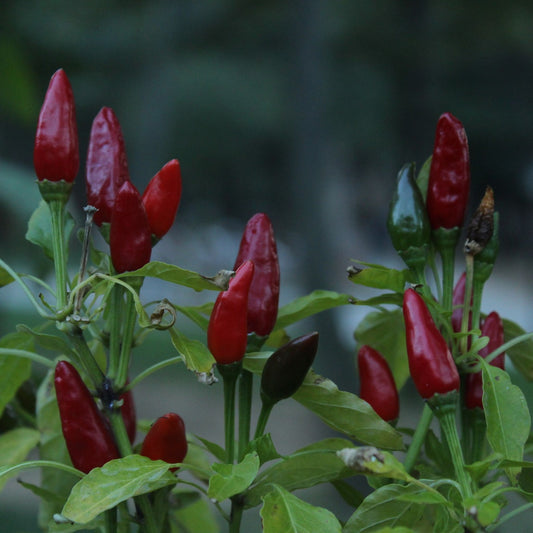 Capsicum annum - Cayenne Pepper