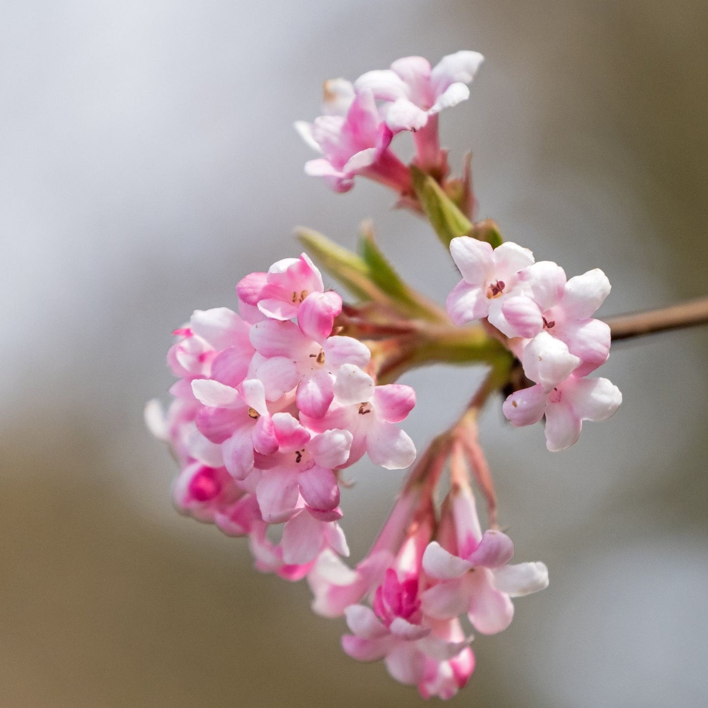 Ceanothus americanus - Red Root