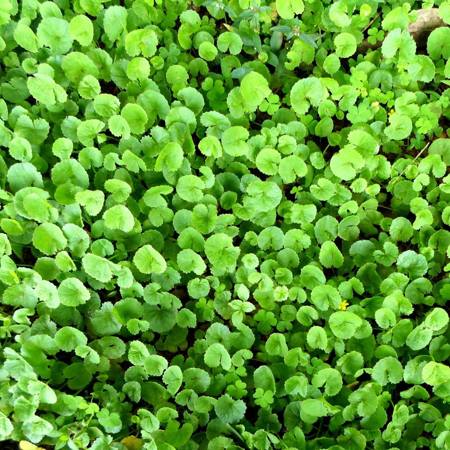 Centella asiatica - Gotu Kola