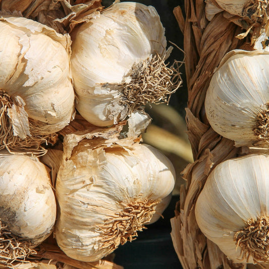 Allium sativa - Garlic