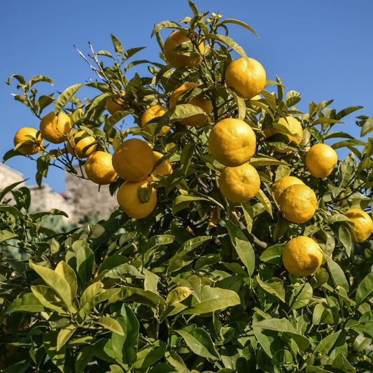 Citrus aurantium - Bitter Orange