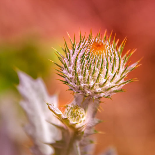 Cnicus benedictus - Blessed Thistle