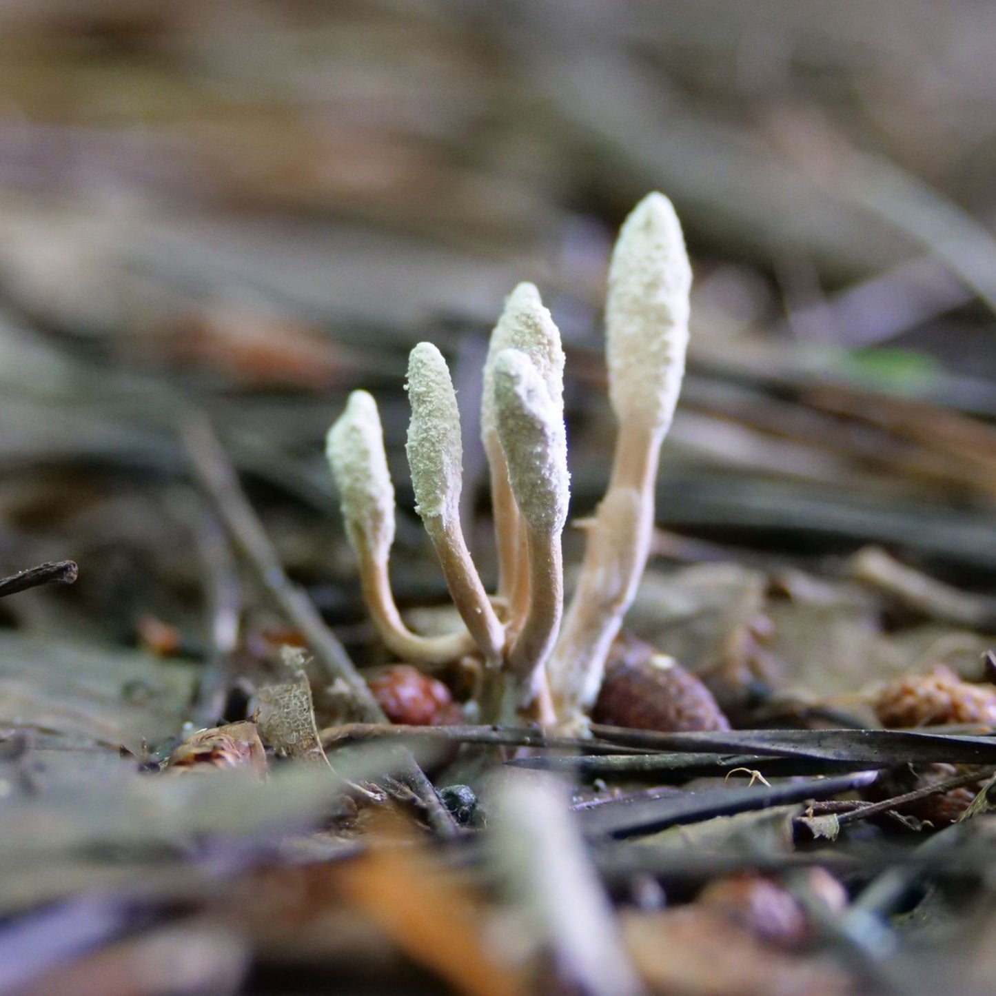 Cordyceps sinensis - Cordyceps