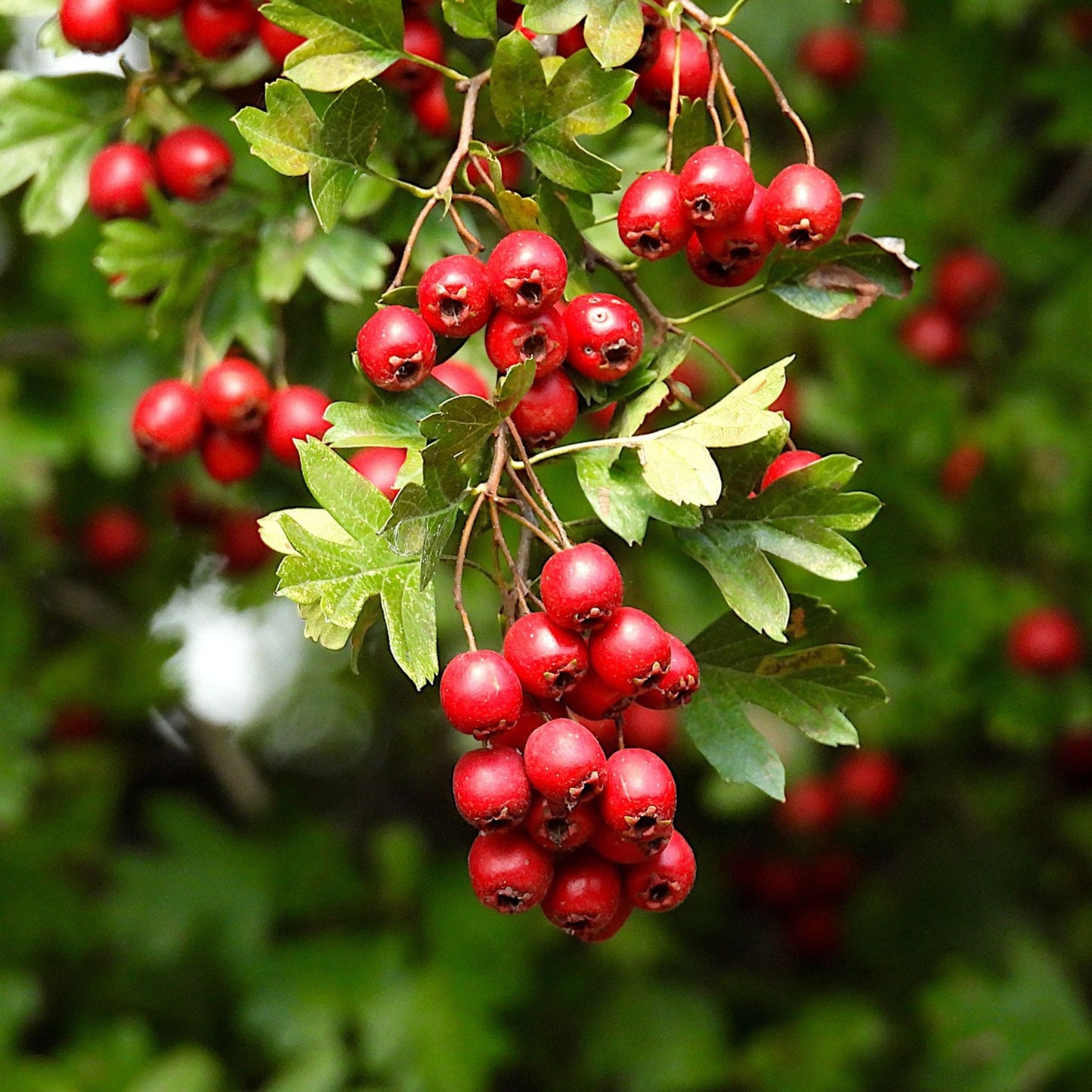 Crataegus spp. - Hawthorne