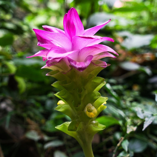 Curcuma Longa - Turmeric