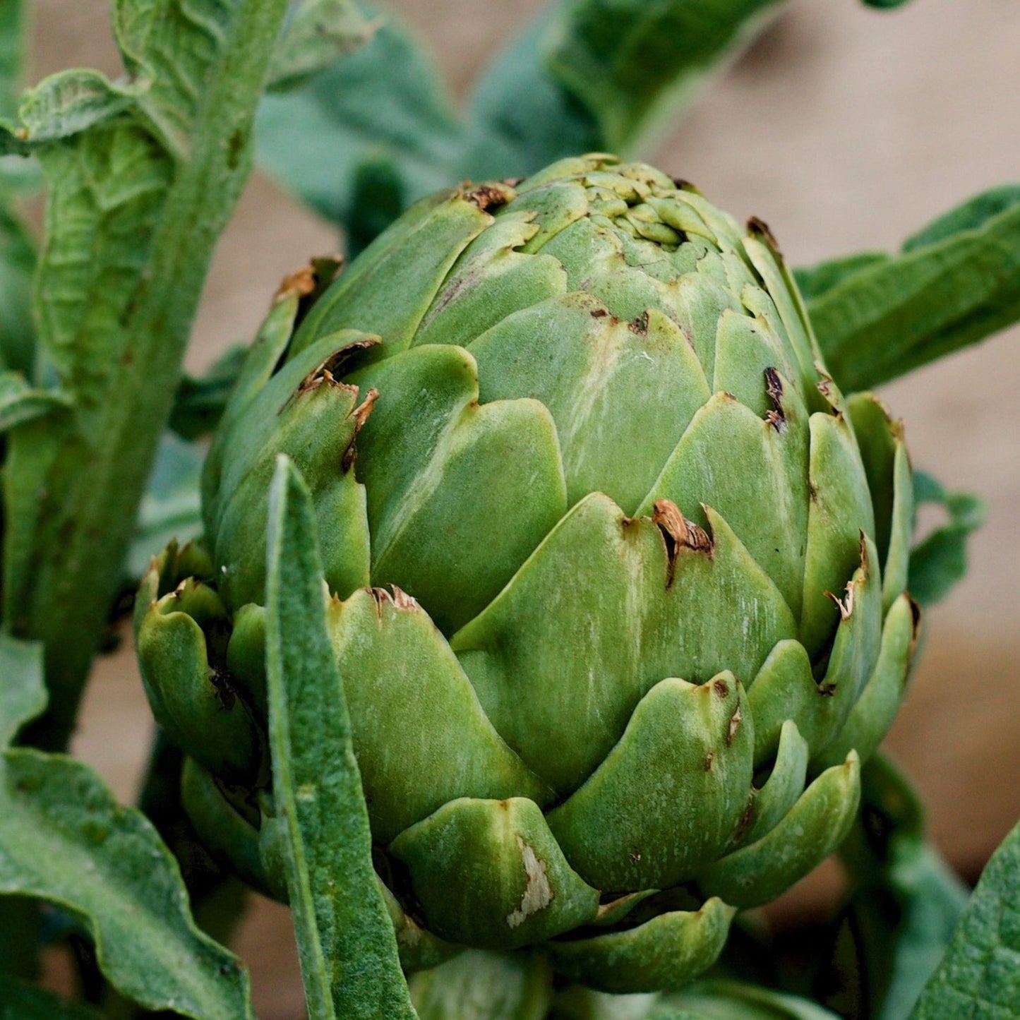 Cynara scolymus - Artichoke