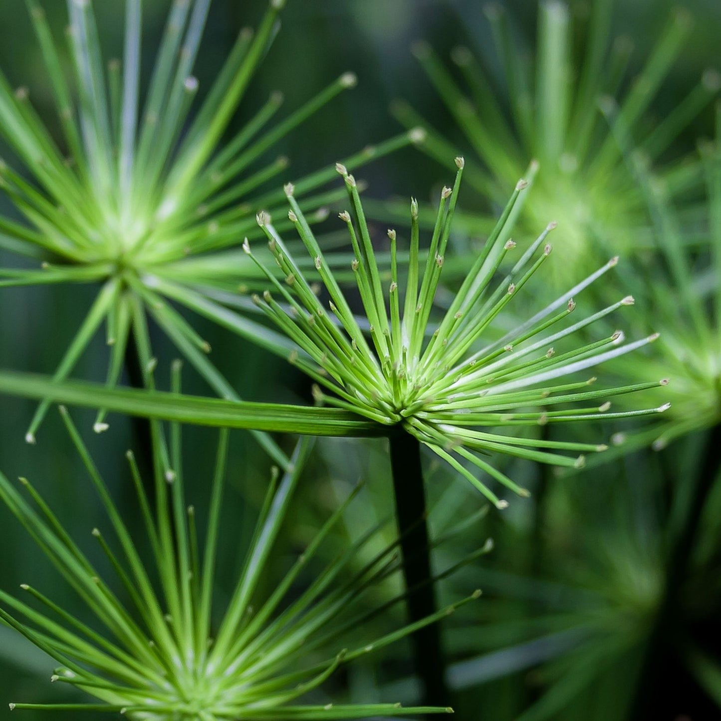 Cyperus rotundus - Cyperus