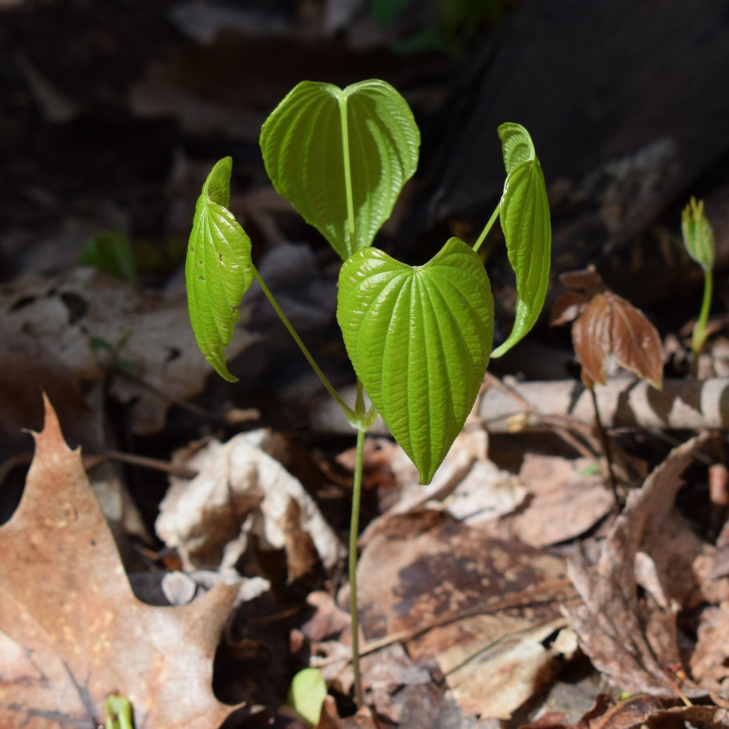 Dioscorea villosa - Wild Yam