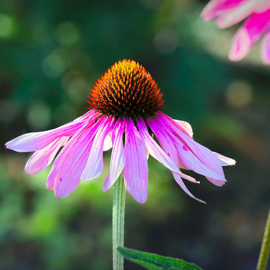 Echinacea angustifolia and purpurea - Echinacea