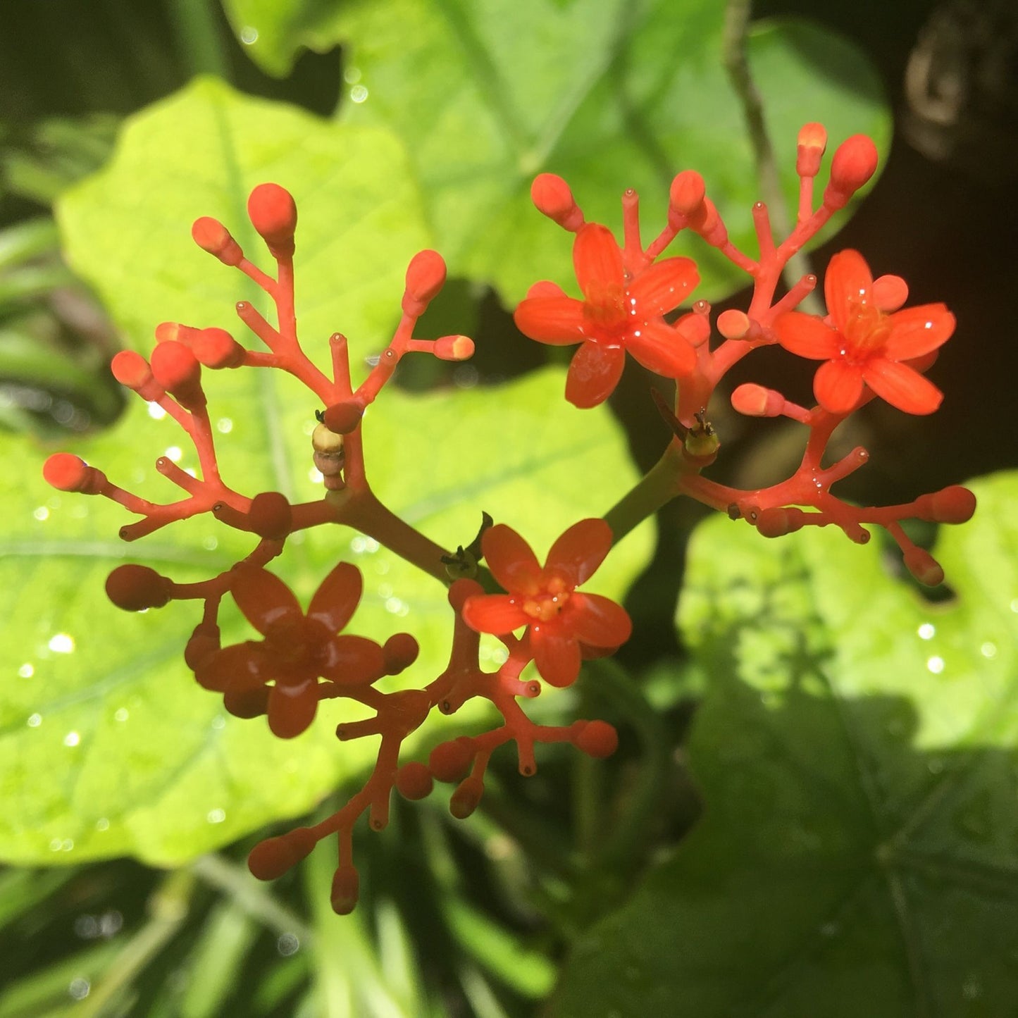 Panax quinquefolius - American Ginseng