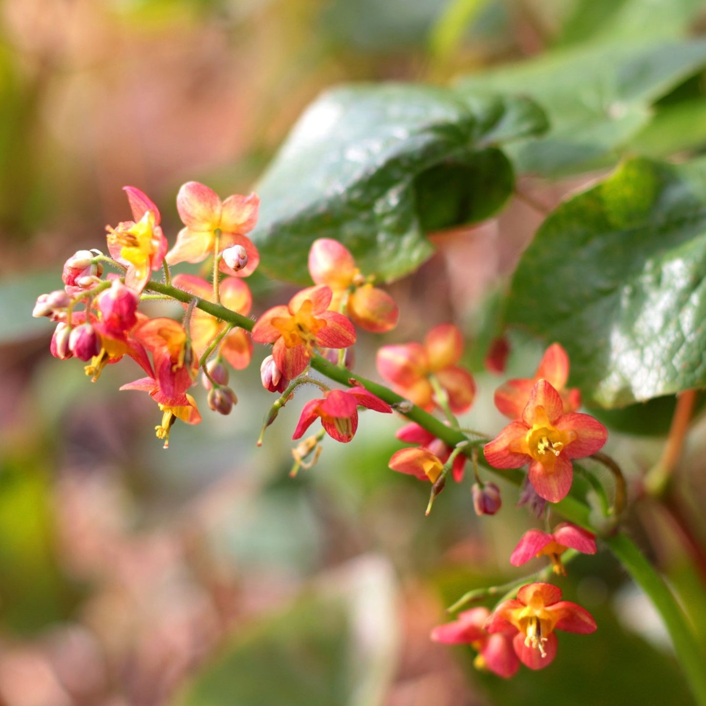 Epimedium spp. - Horny Goat Weed