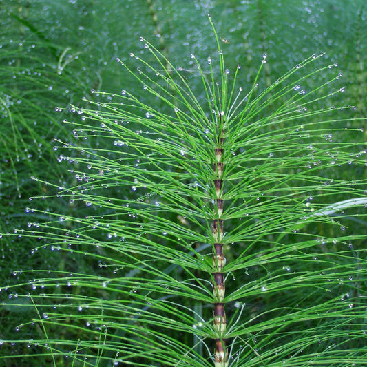 Equisetum arvense - Horsetail