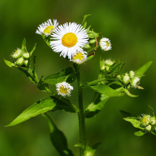 Erigeron canadensis - Canadian Fleabane