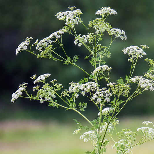 Eriodictyon californicum - Yerba Santa